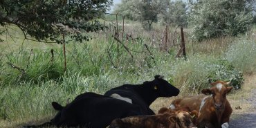 Les vaches se protègent déjà du soleil