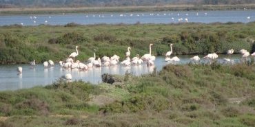 Flamants roses