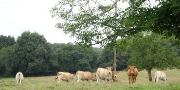 Les vaches regardent passer les vélos