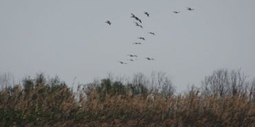 Flight of Pelicans