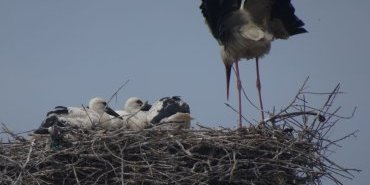 Famille de cigognes