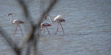 Flamants roses