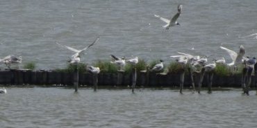 Lac de Burgas