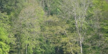 On passe dans de magnifiques forêts