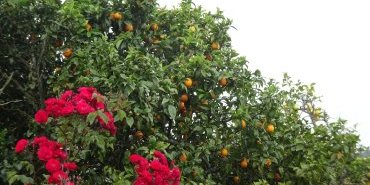 premières oranges vues dans un jardin