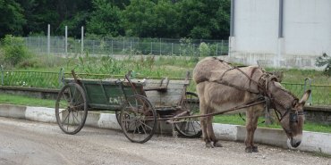 Cet âne a sa carriole