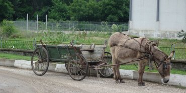 This donkey has his cart.