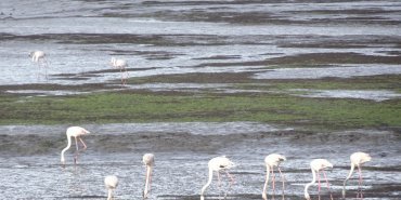 Breakfast time for flamingos