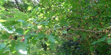 A mulberry tree
