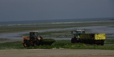 Ramassage des algues vertes à Saint-Michel de la mer