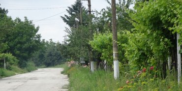 Trellises and flowers all along the street