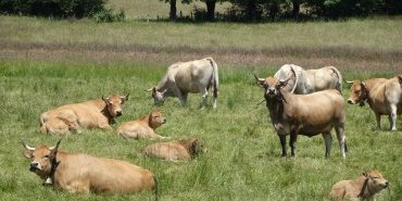 Vaches de race Aubrac