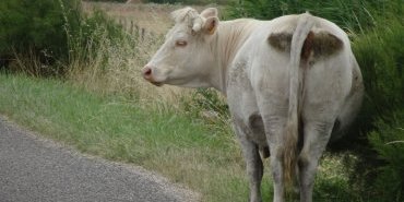 A cow on the road