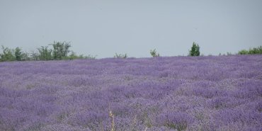 On se croirait en Provence !