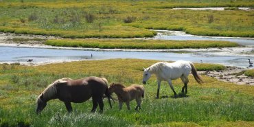 Chevaux dans le marécage