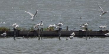 Burgas Lake