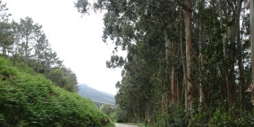 La route bordée d'eucalyptus