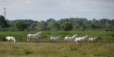 Chevaux dans les marais