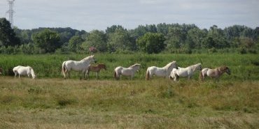 Horses in the marshlands