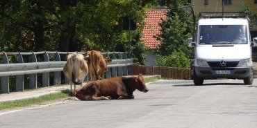 Une vache paresseuse