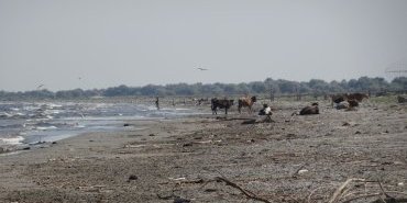 Troupeau sur la plage
