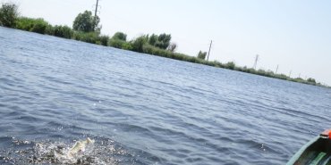 Ce poisson ne voulait pas être frit