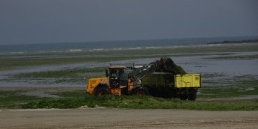 Ramassage des algues vertes à Saint-Michel de la mer