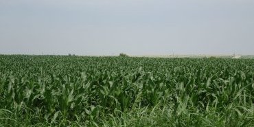 Campagne Roumaine