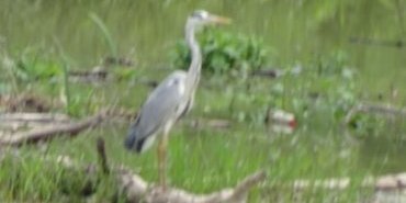 Tentative de prendre les oiseaux au téléobjectif