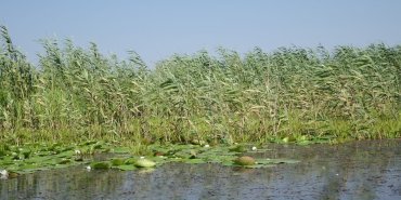 Fleurs de Lotus