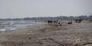 Herd on the beach
