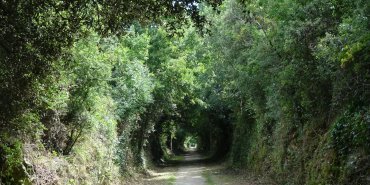 A tunnel of green