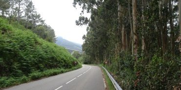 The road lined with eucalyptus