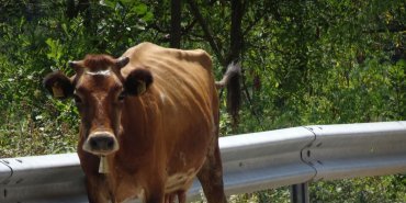 Une vache étonnée