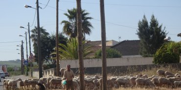 troupeau de moutons