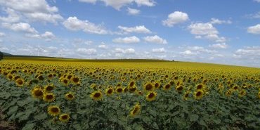 Sunflowers and Wind Turbines