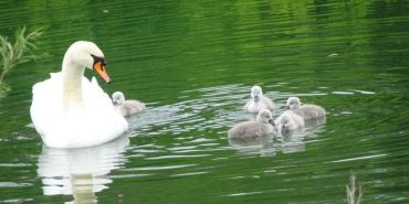 Une famille cygne