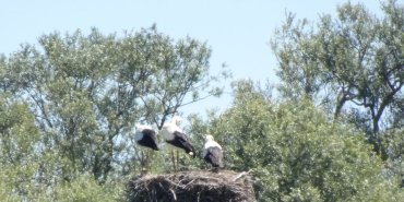 Un nid de cigognes !