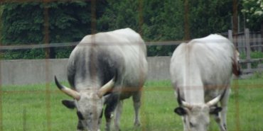 Cows with impressive horns