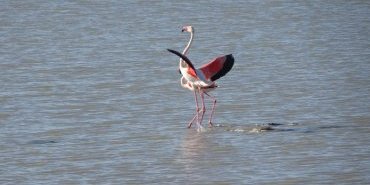 Flamants roses