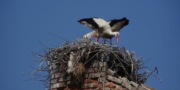 Cigogne