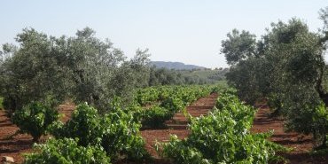 Vines among olive trees