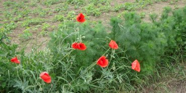 Coquelicots