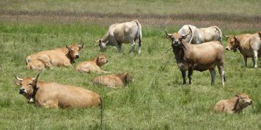 Cows of the Aubrac breed