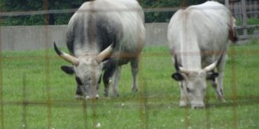Cows with impressive horns