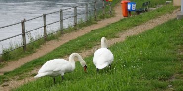 Des cygnes
