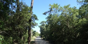 La piste dans la forêt