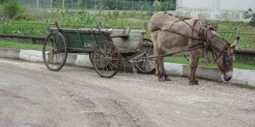 This donkey has his cart.