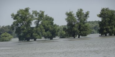 Cigogne contemplant le Danube en crue