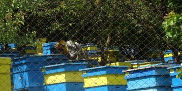 des ruches